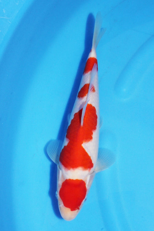 1:Chris Marsh 28部:26cm