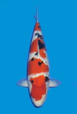 4a