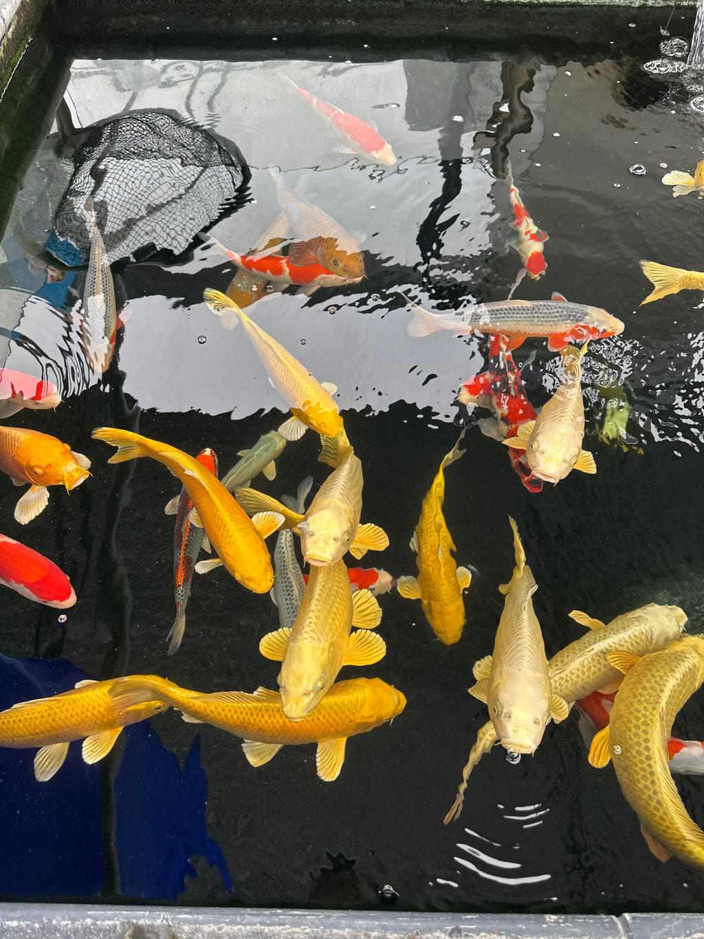 Izumiya Tosai Yamabuki - S25IZY