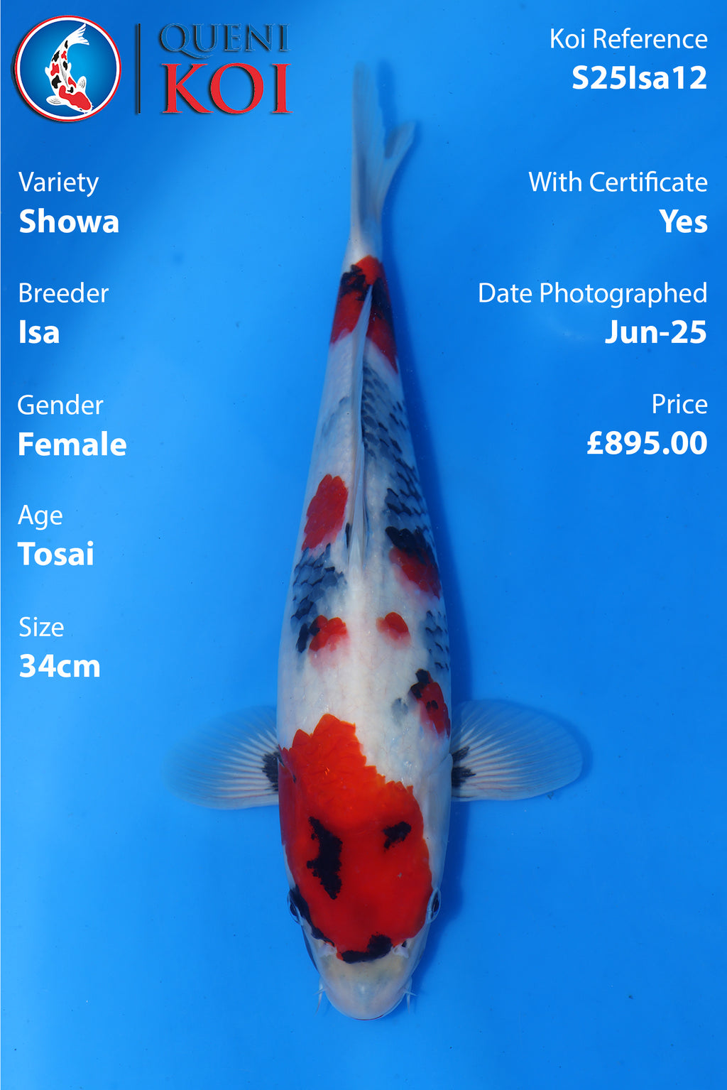 Showa - S25Isa12