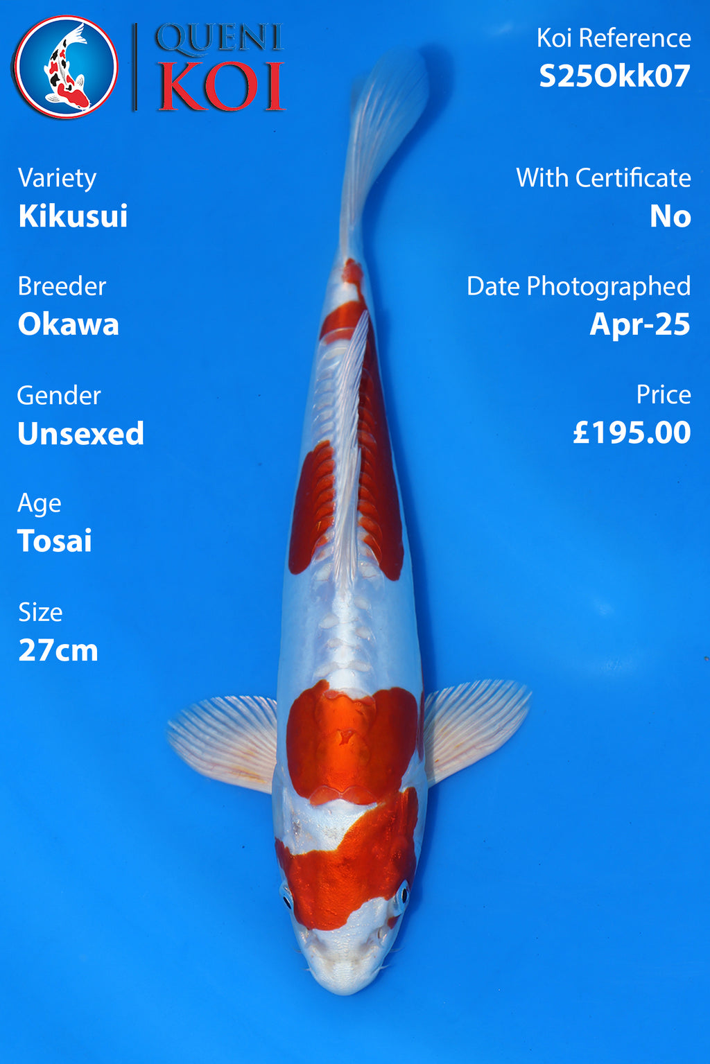 Kikusui - S25Okk07