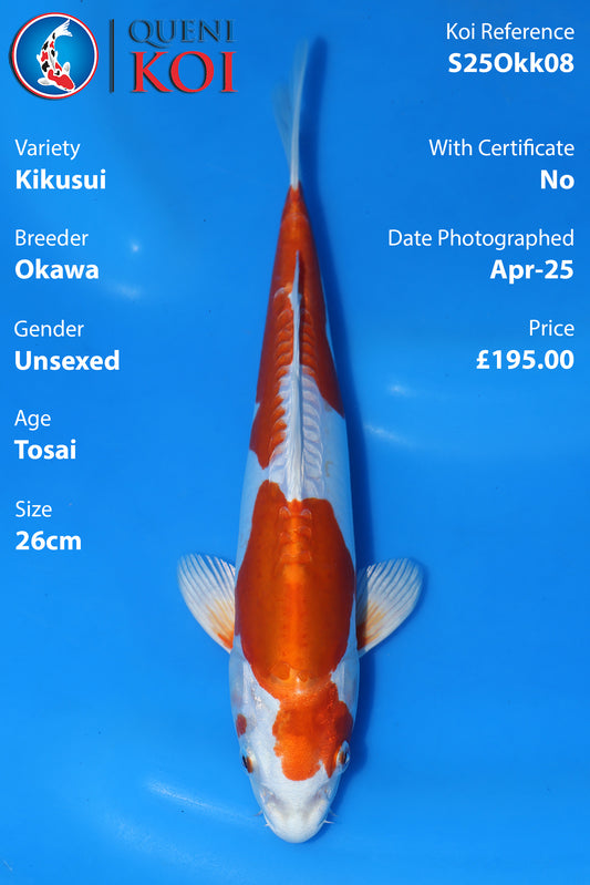 Kikusui - S25Okk08
