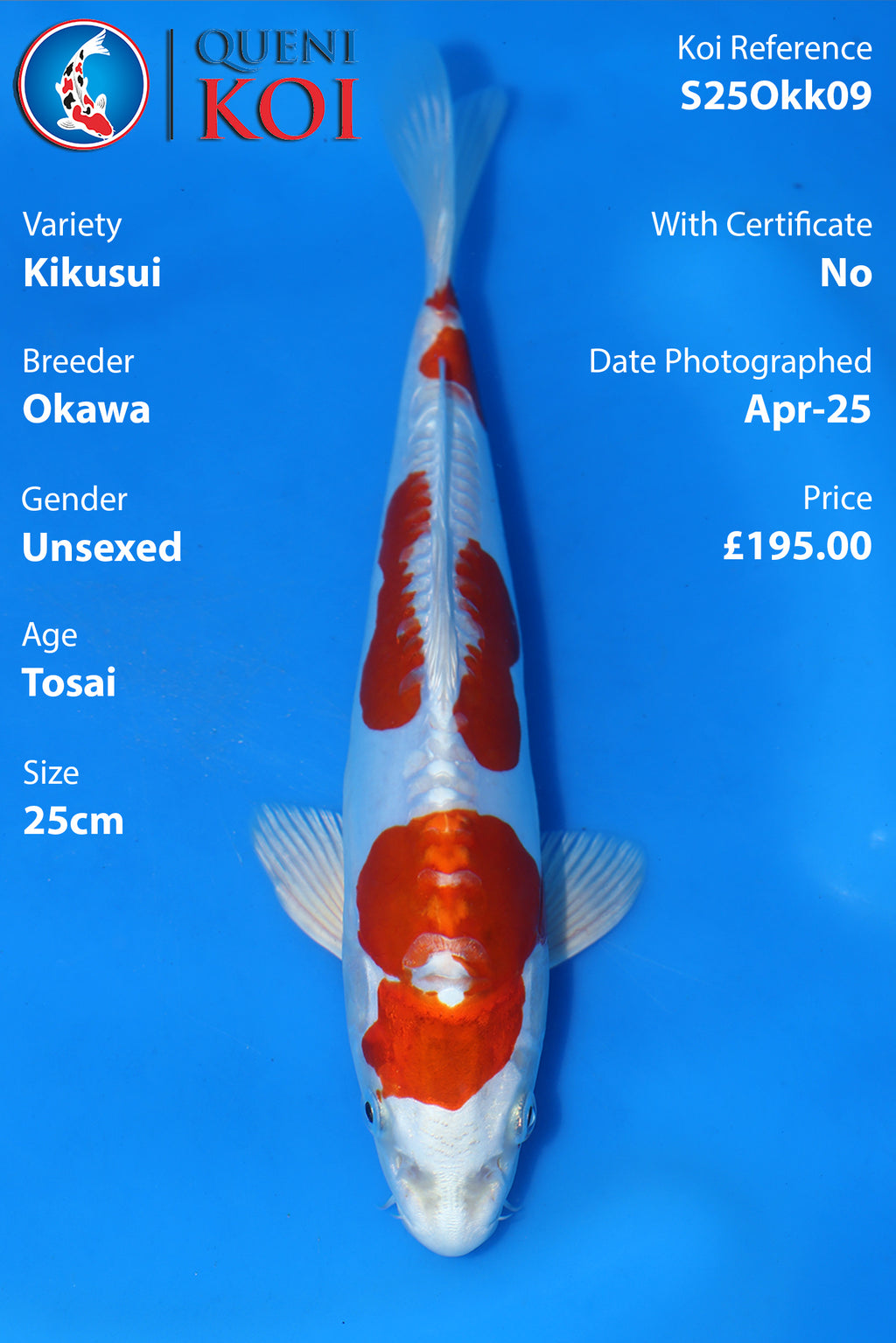 Kikusui - S25Okk09