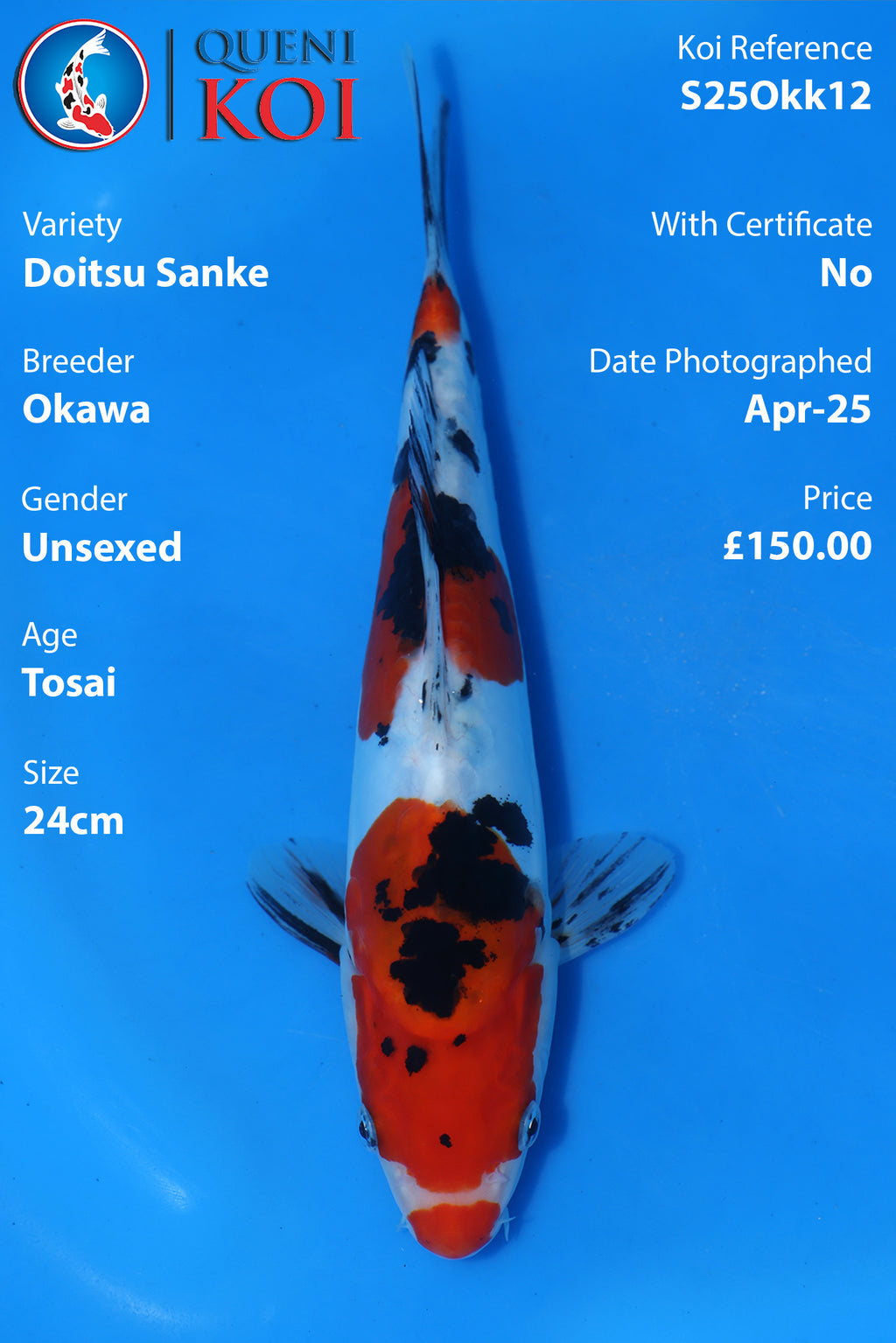 Doitsu Sanke - S25Okk12