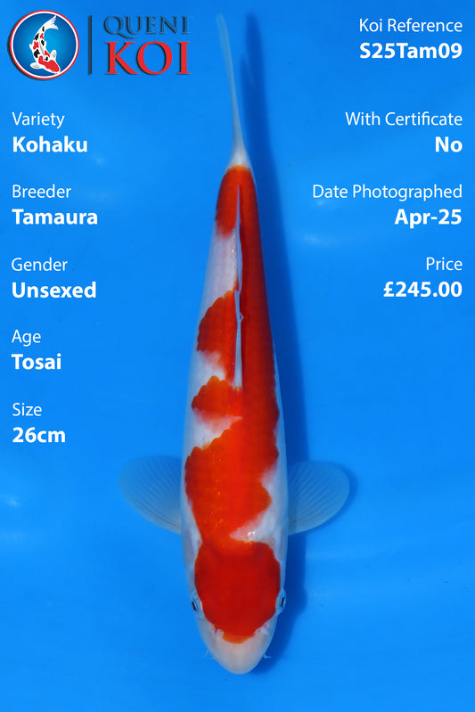 Kohaku - S25Tam09