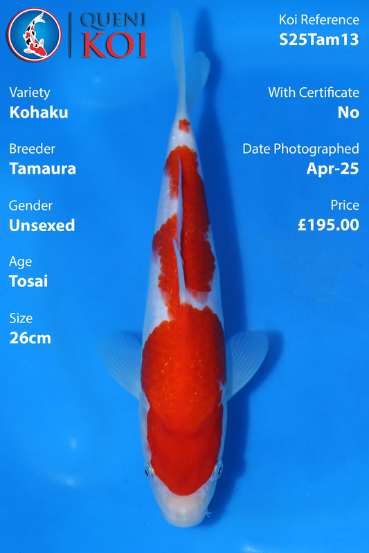 Kohaku - S25Tam13