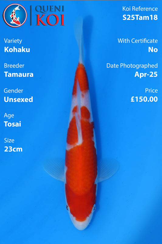 Kohaku - S25Tam18