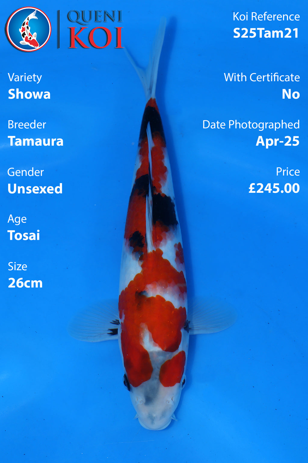 Showa - S25Tam21