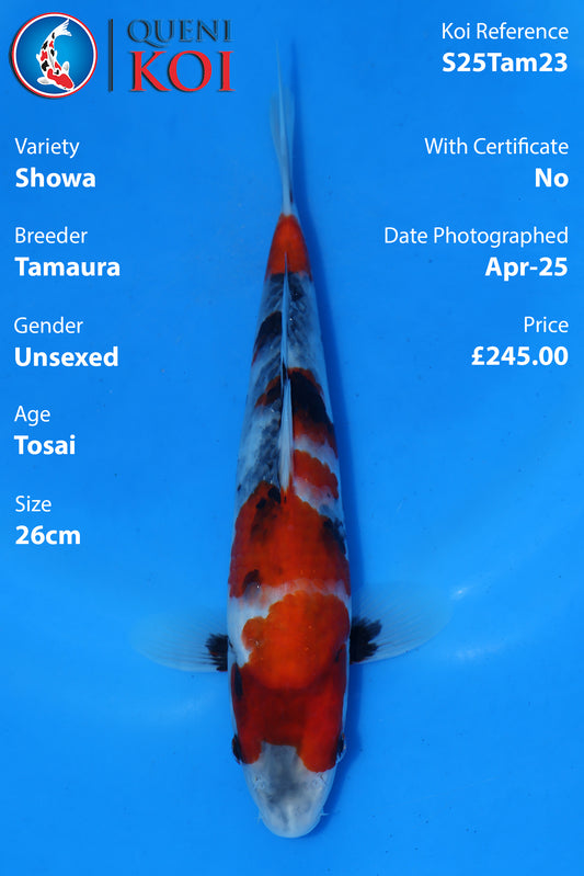 Showa - S25Tam23