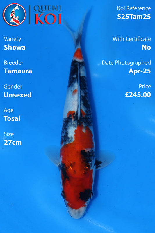 Showa - S25Tam25