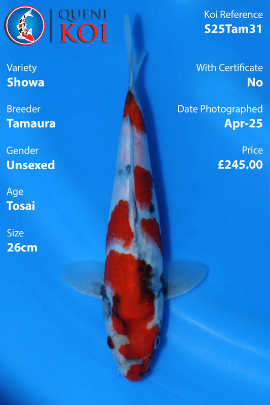 Showa - S25Tam31
