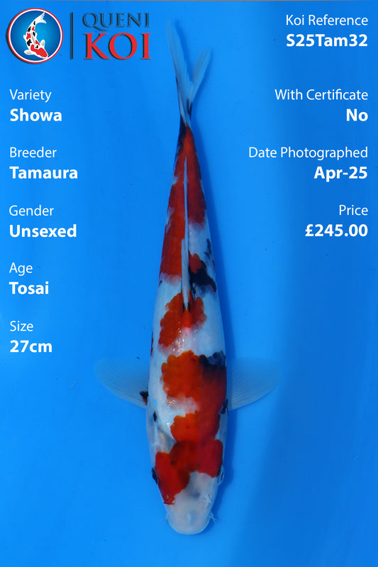 Showa - S25Tam32