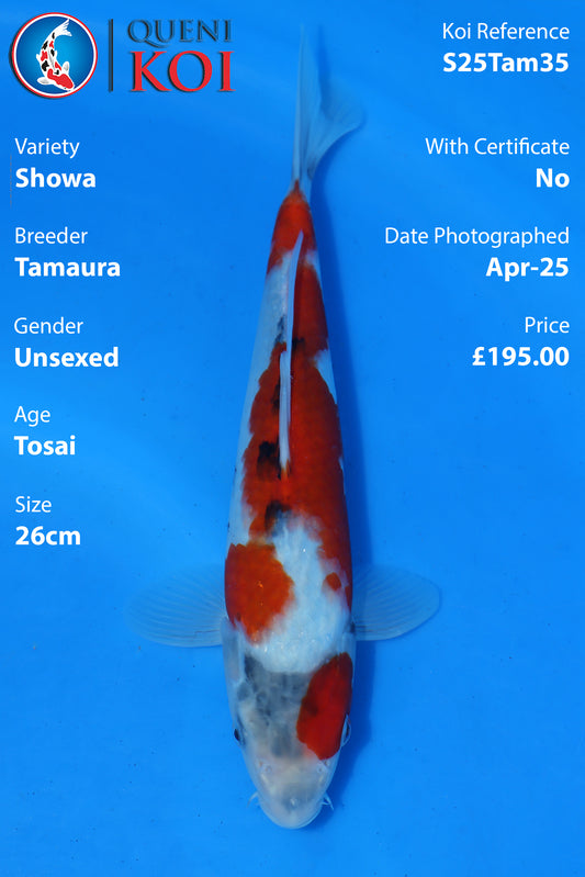 Showa - S25Tam35
