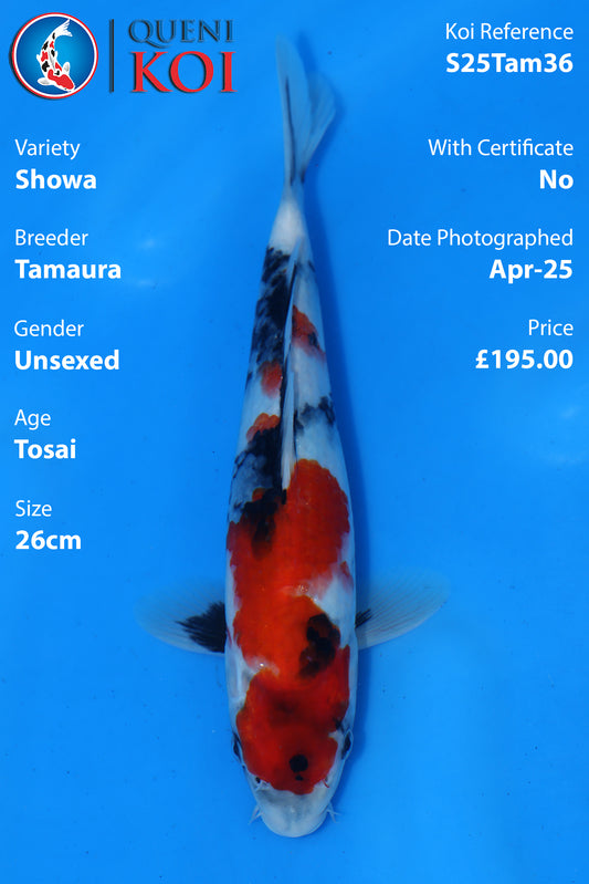 Showa - S25Tam36