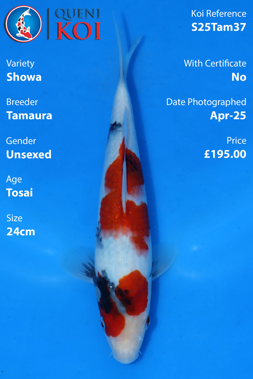 Showa - S25Tam37