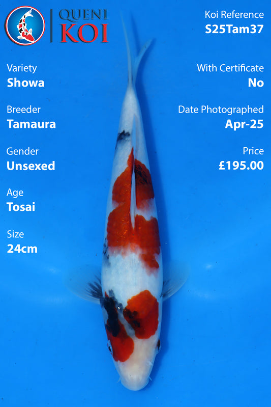 Showa - S25Tam37