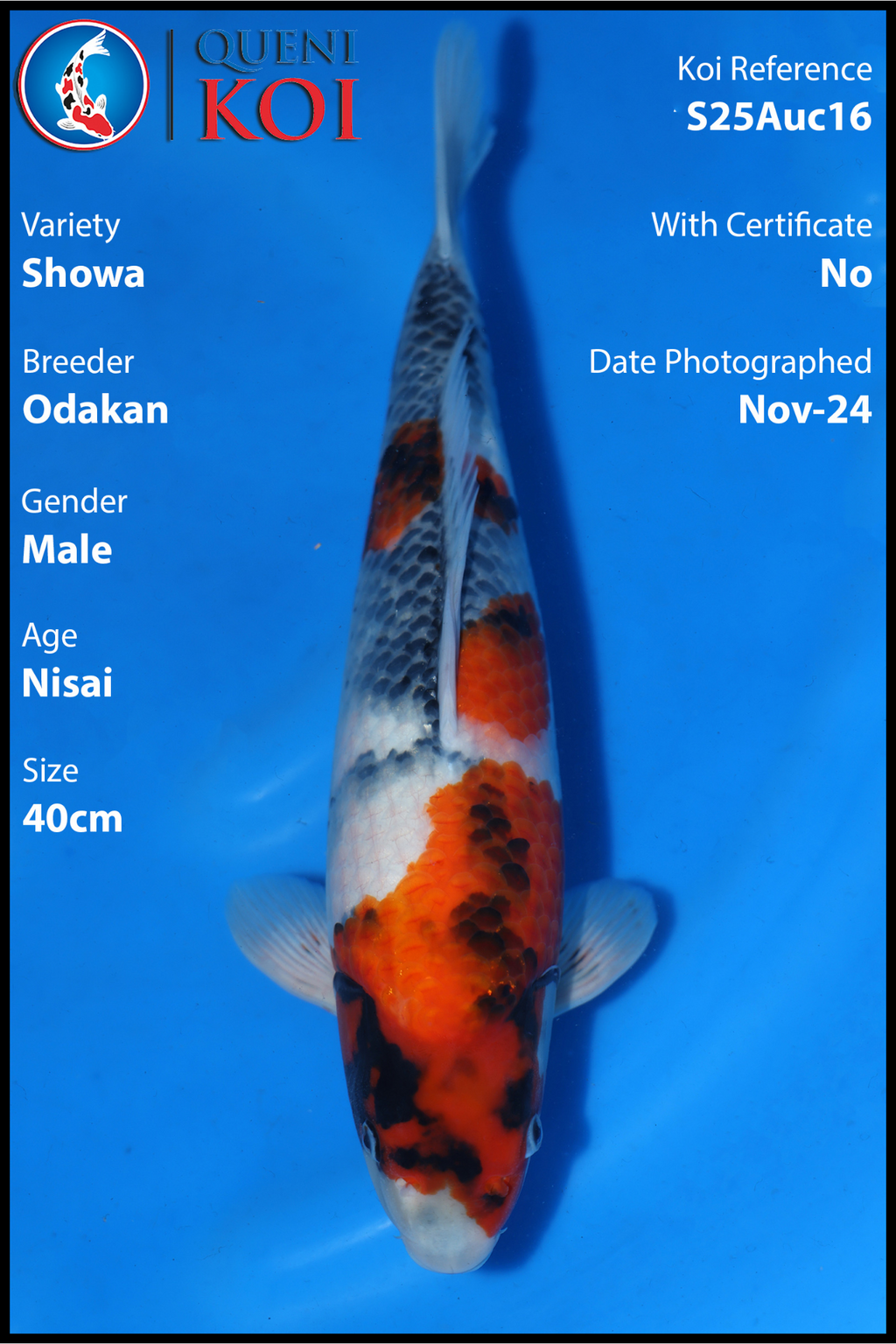 Showa - A24Odk06
