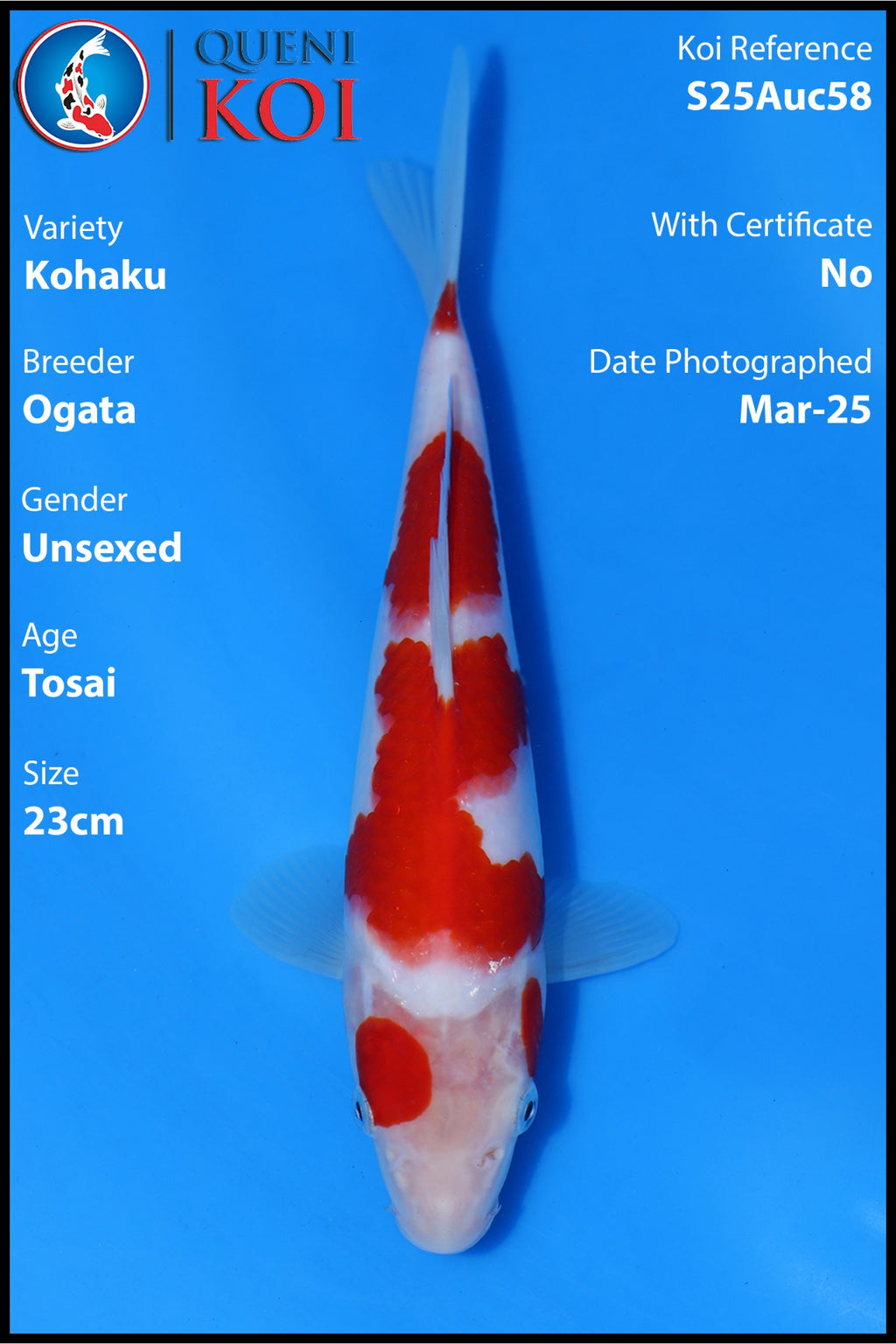 Kohaku - S25Auc58