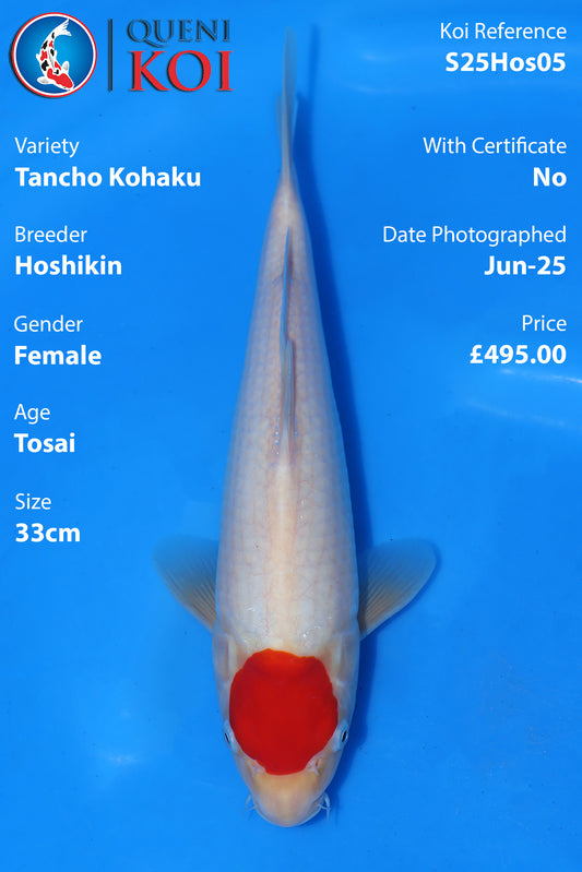 Tancho Kohaku - S25Hos05
