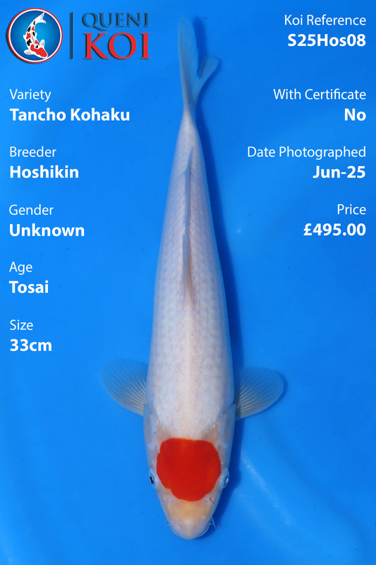 Tancho Kohaku - S25Hos08