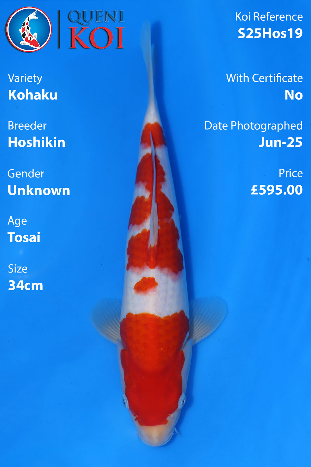 Kohaku - S25Hos19
