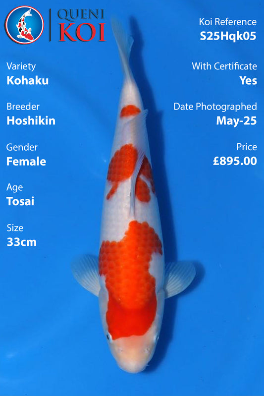 Kohaku - S25Hqk05