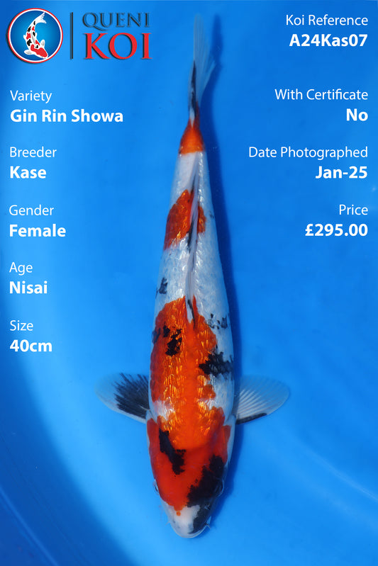 Gin Rin Showa - A24Kas07