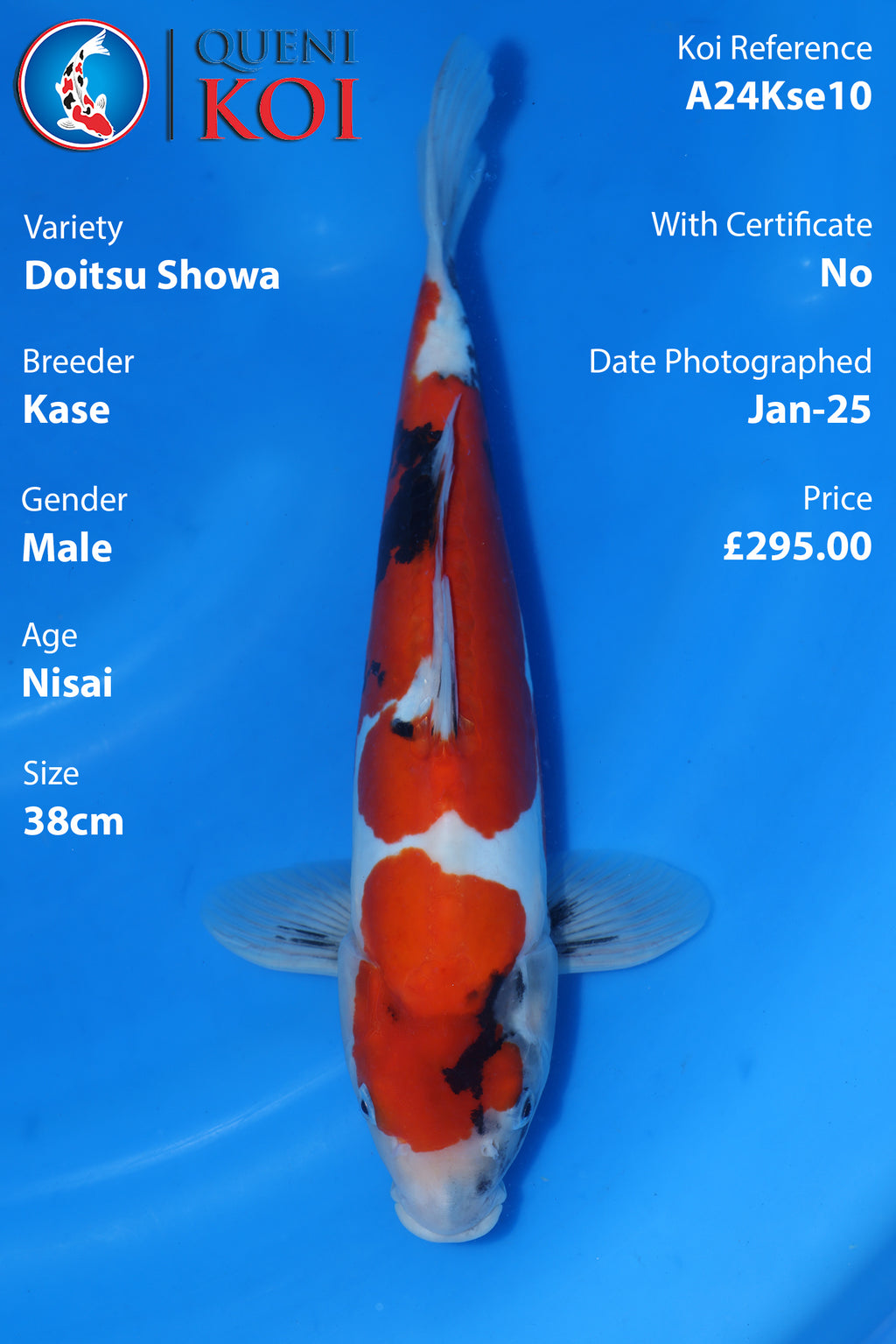 Doitsu Showa - A24Kse10