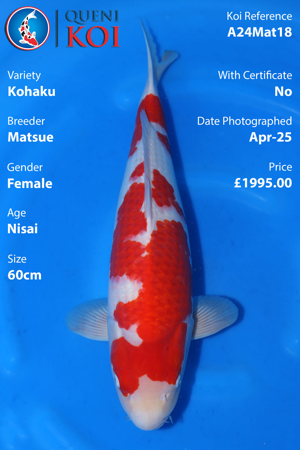 Kohaku - A24Mat18