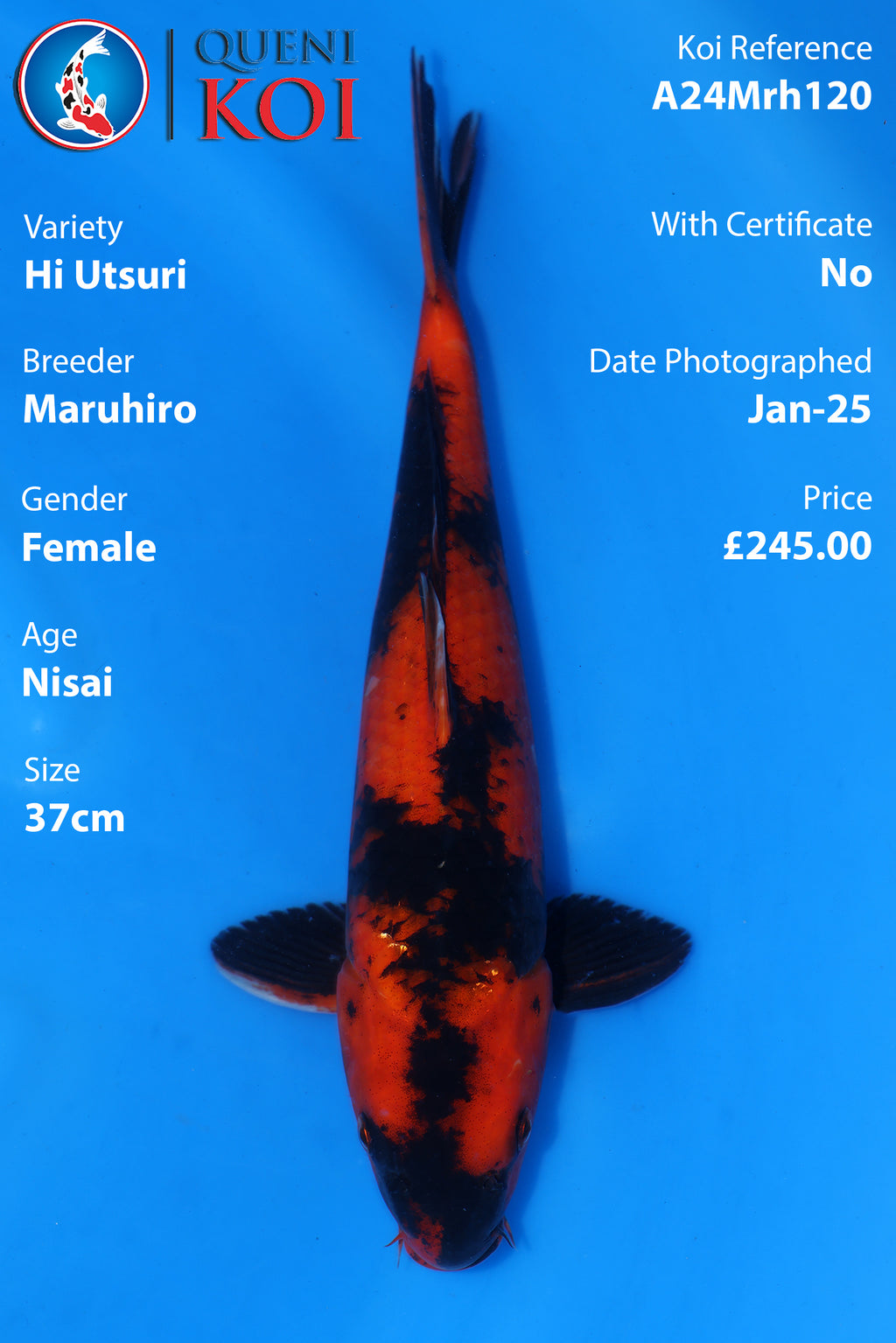 Hi Utsuri - A24Mrh120