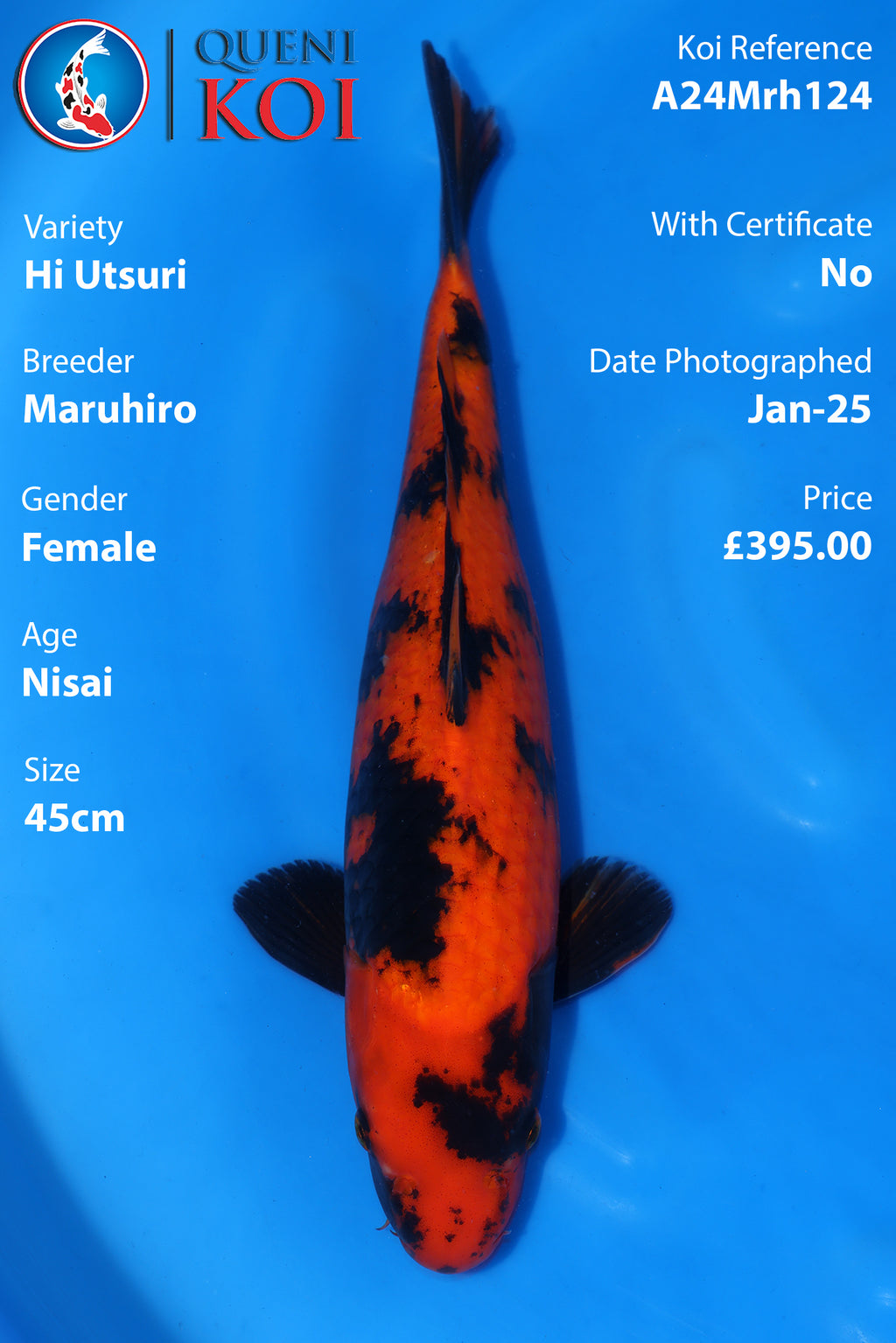 Hi Utsuri - A24Mrh124