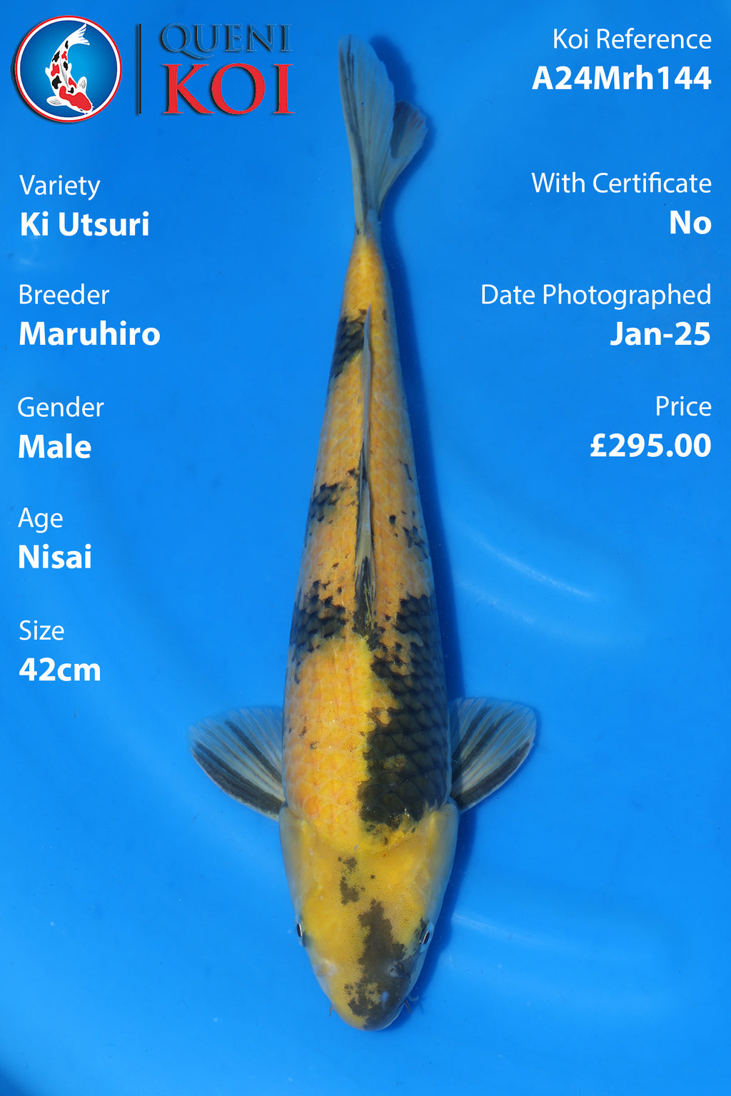 Ki Utsuri -A24Mrh144