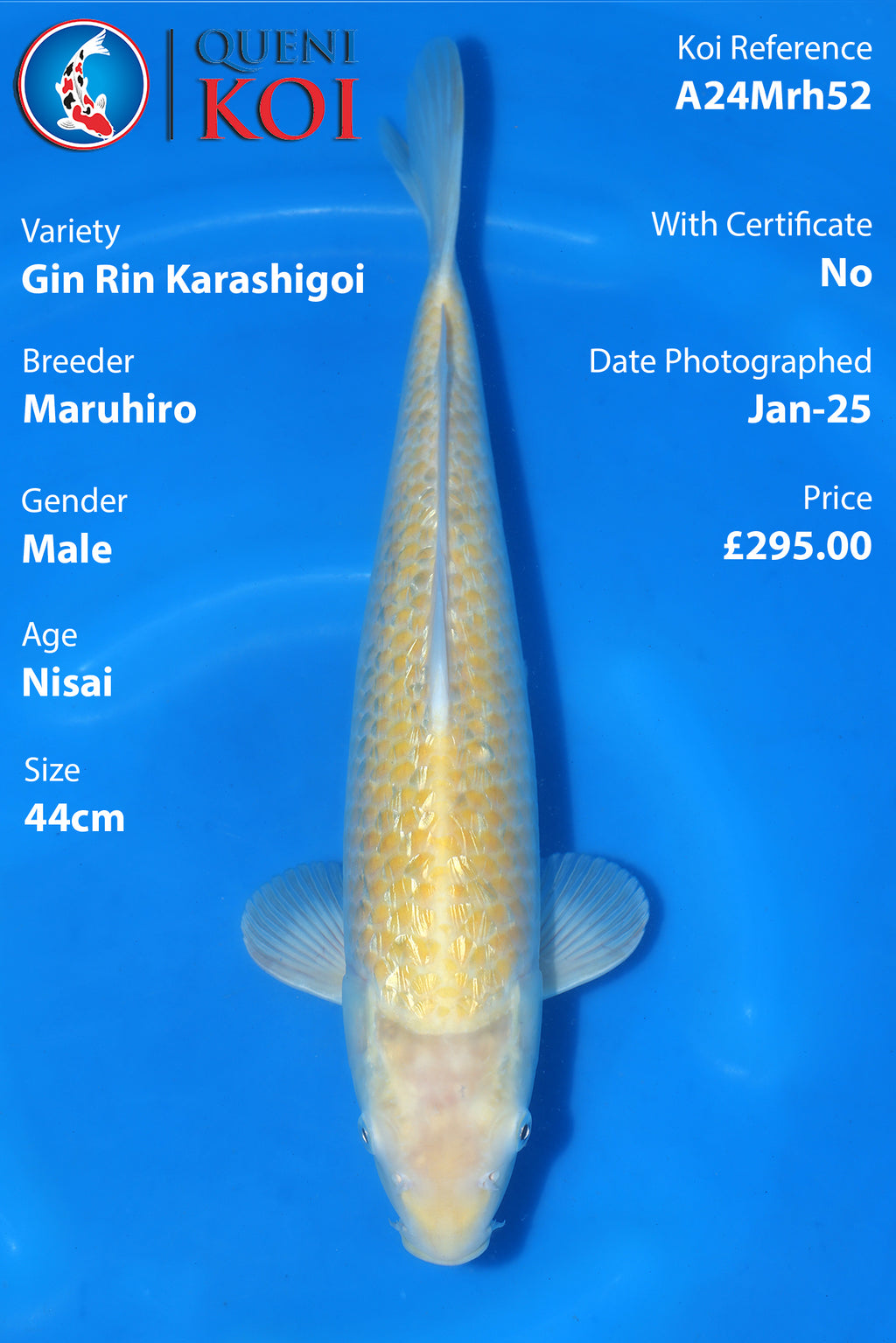 Gin Rin Karashigoi -A24Mrh52