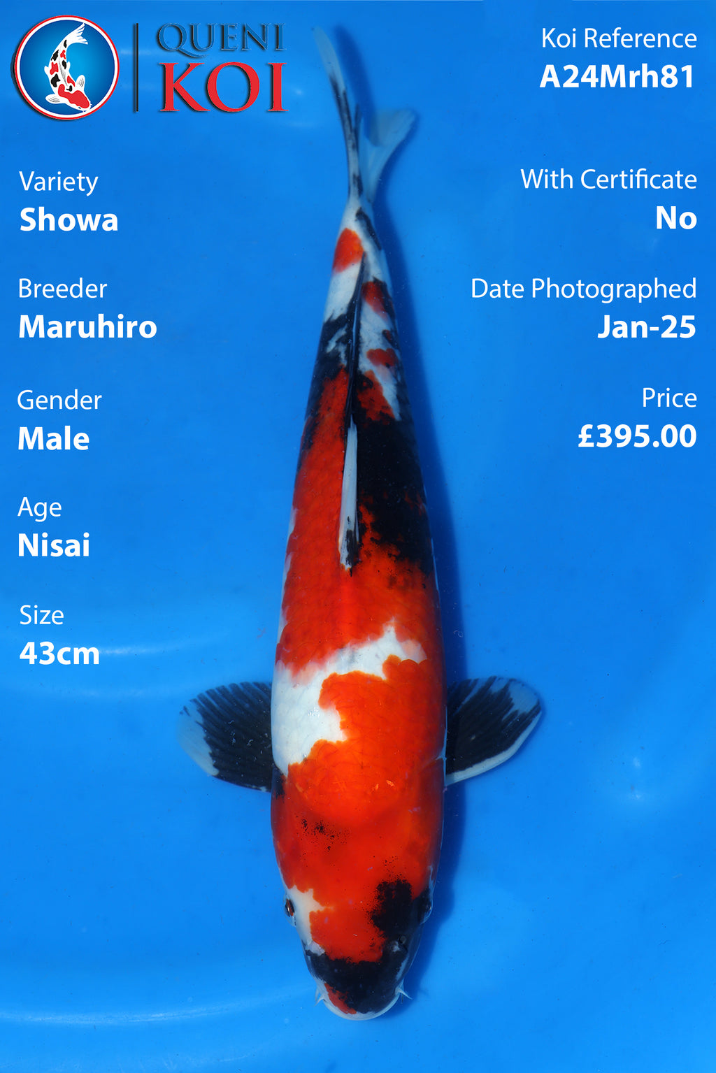 Showa - A24Mrh81