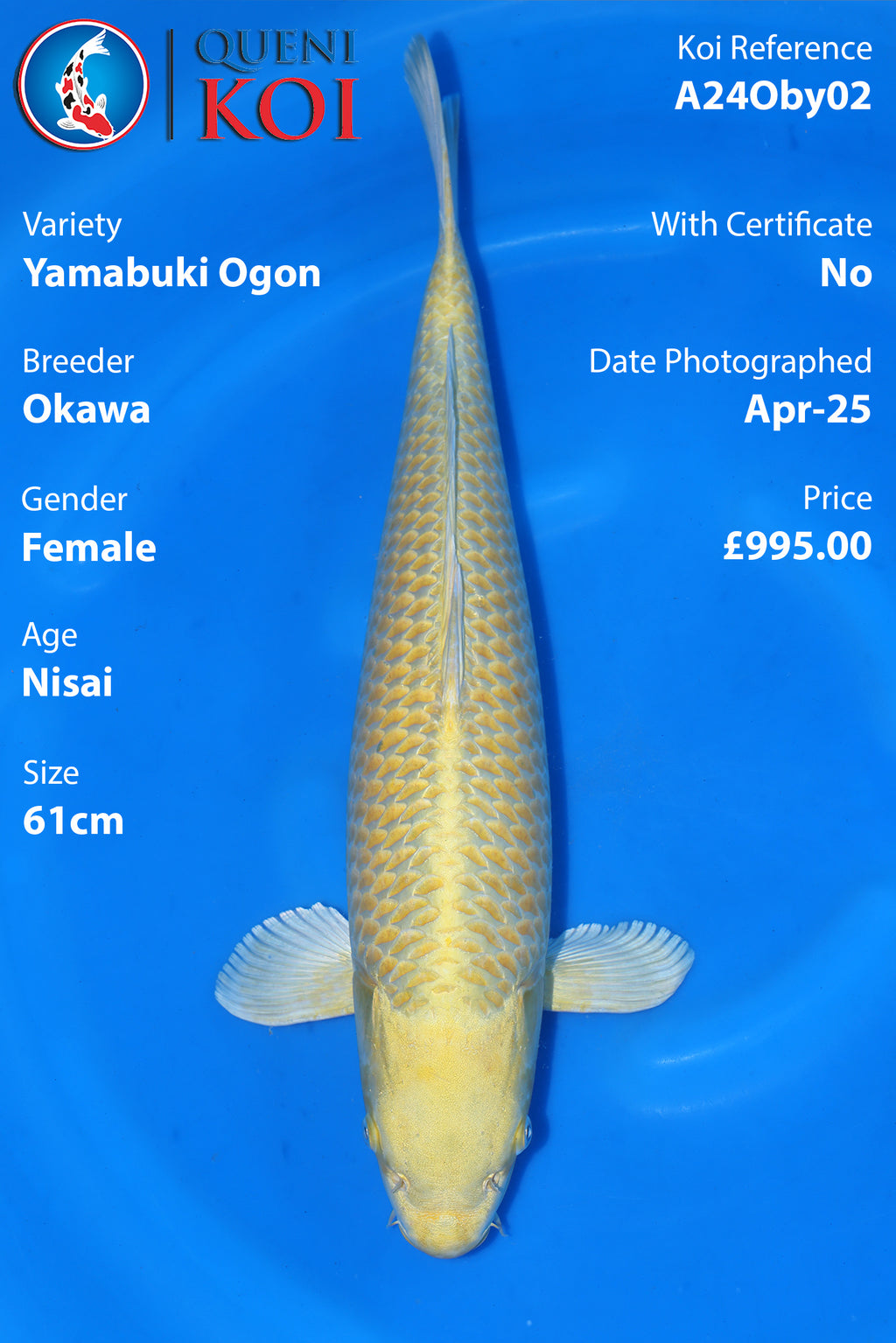 Yamabuki Ogon - A24Oby02