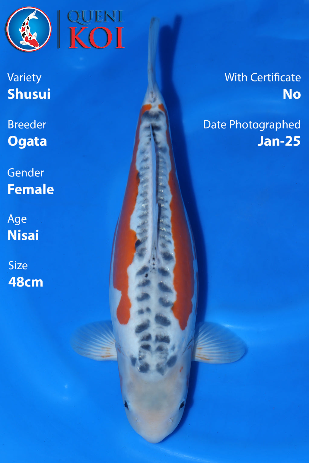Shusui - A24Oga13