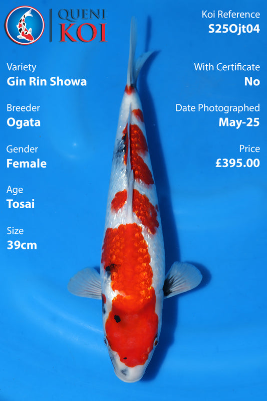 Gin Rin Showa - S25Ojt04