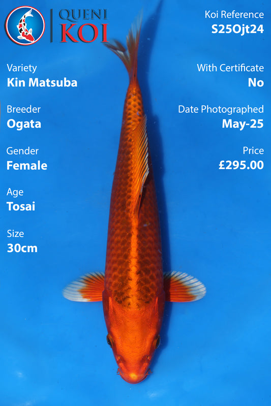 Kin Matsuba - S25Ojt24