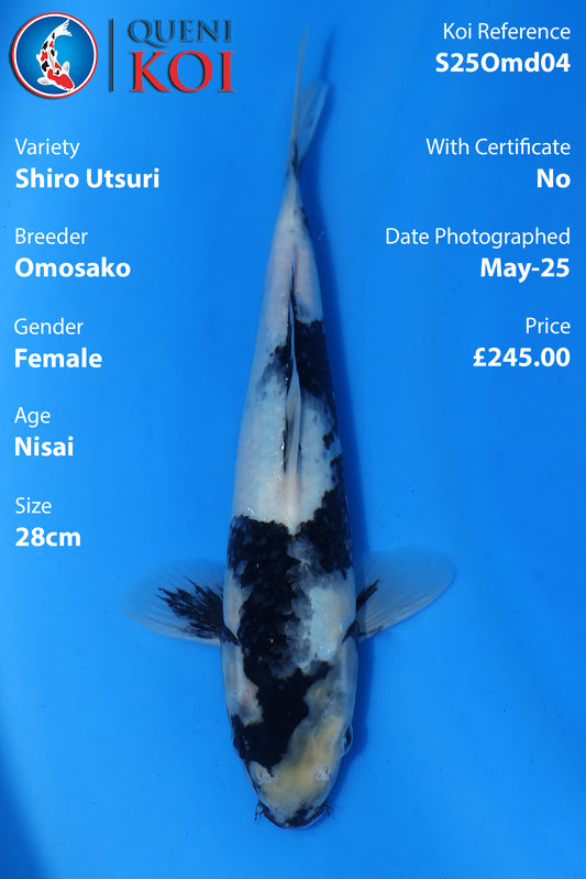 Shiro Utsuri - S25Omd04