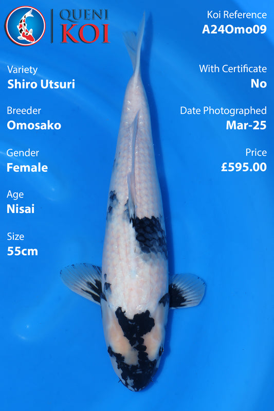 Shiro Utsuri - A24Omo09