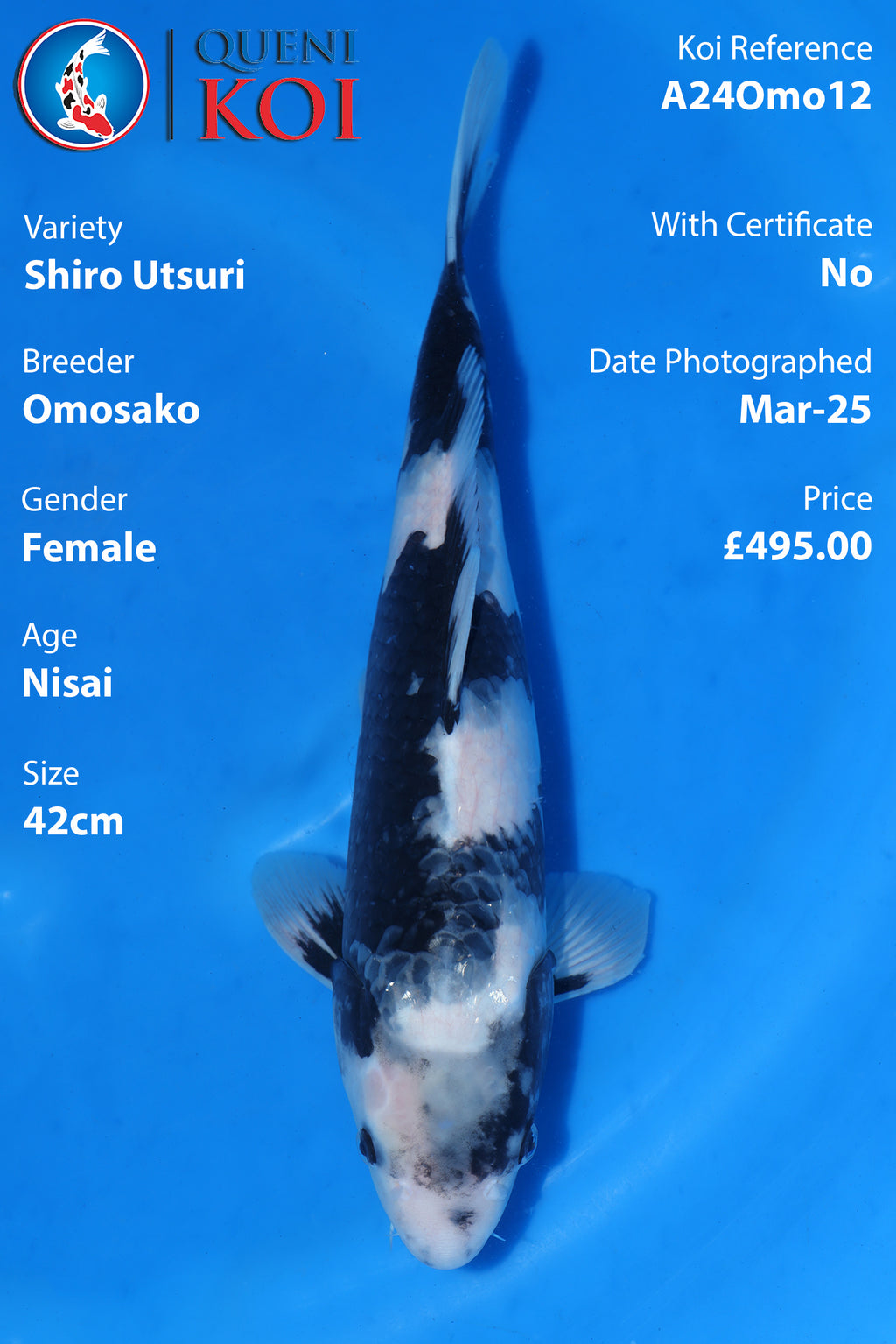 Shiro Utsuri - A24Omo12