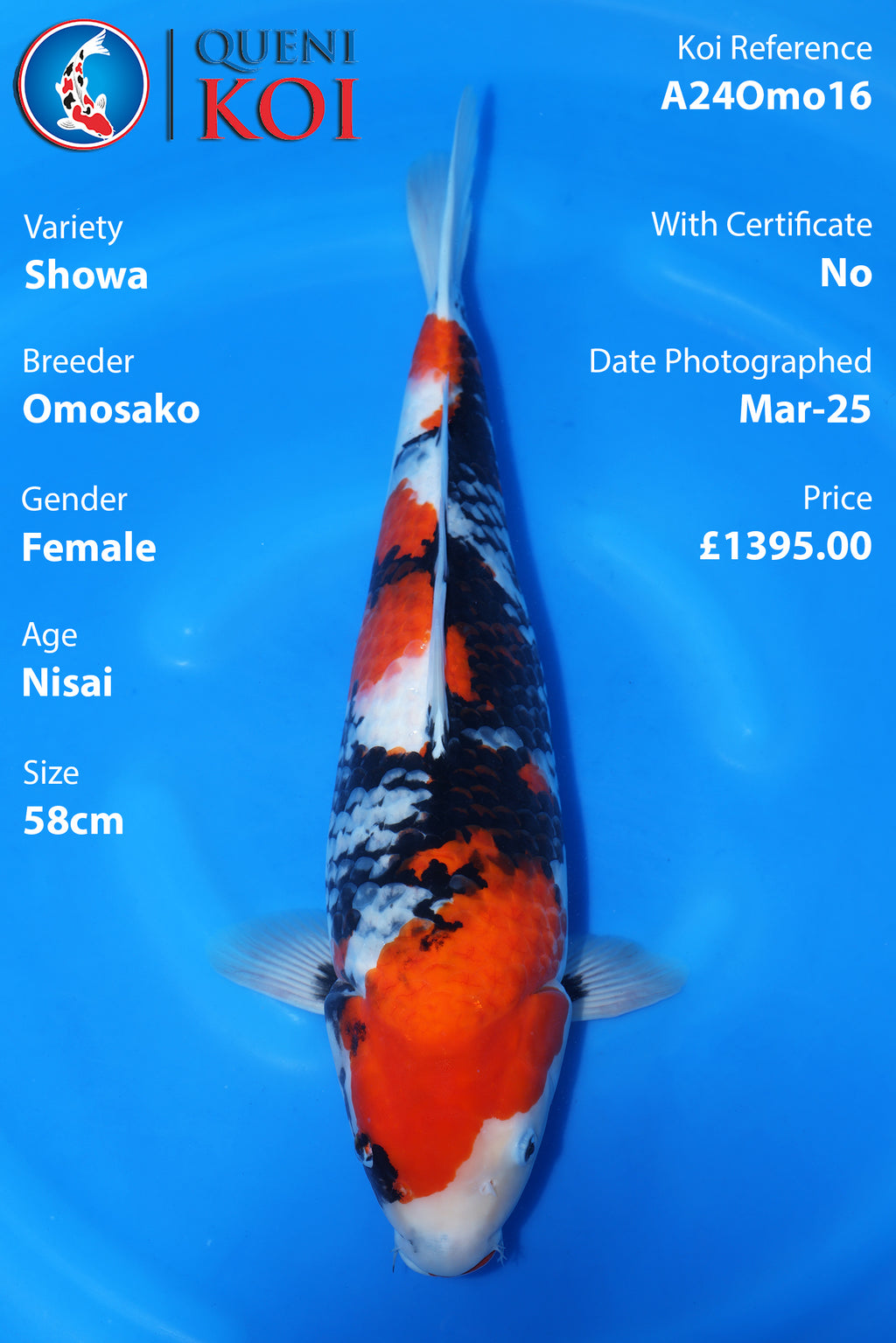 Showa - A24Omo16