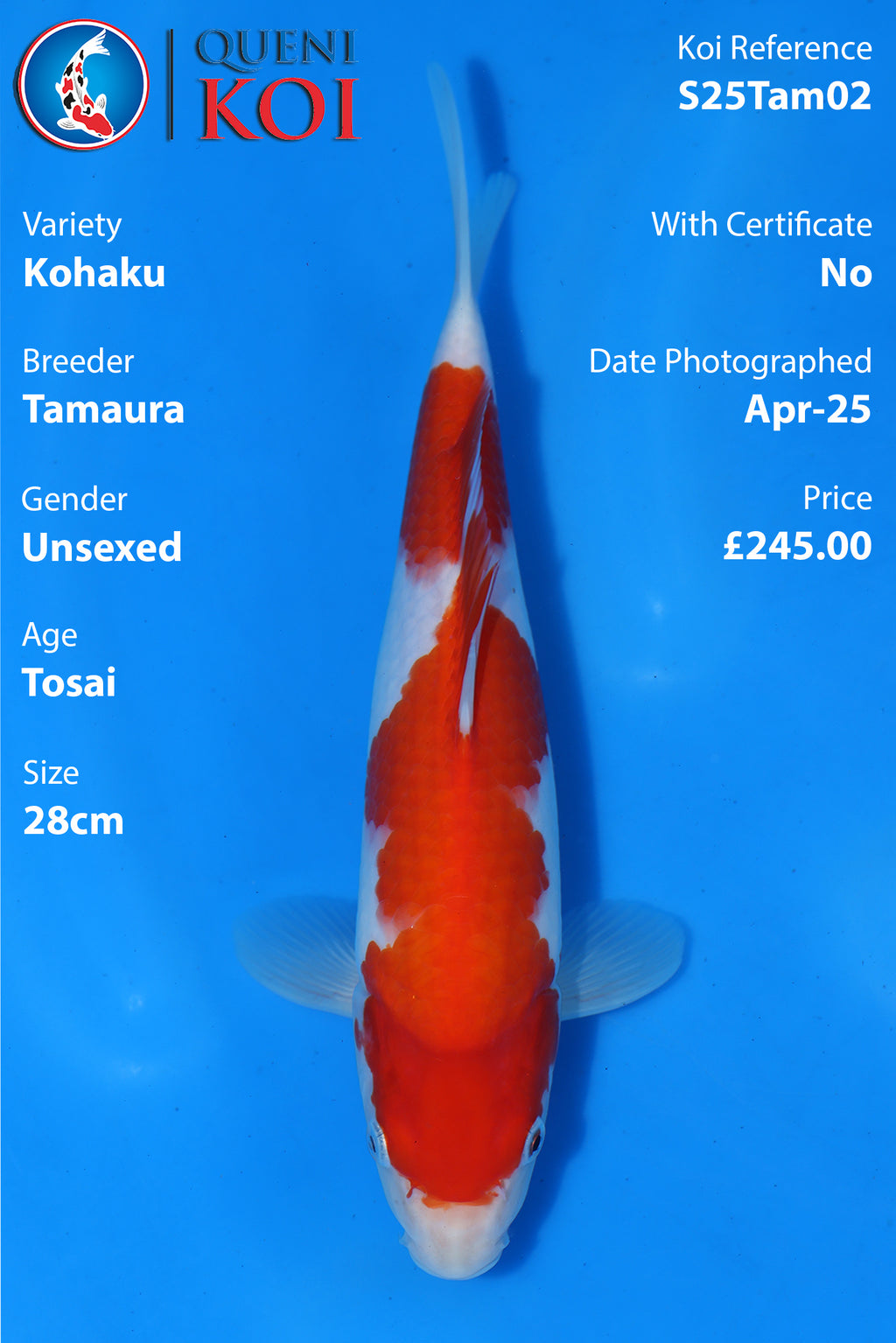 Kohaku - S25Tam02