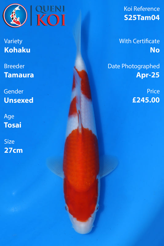 Kohaku - S25Tam04