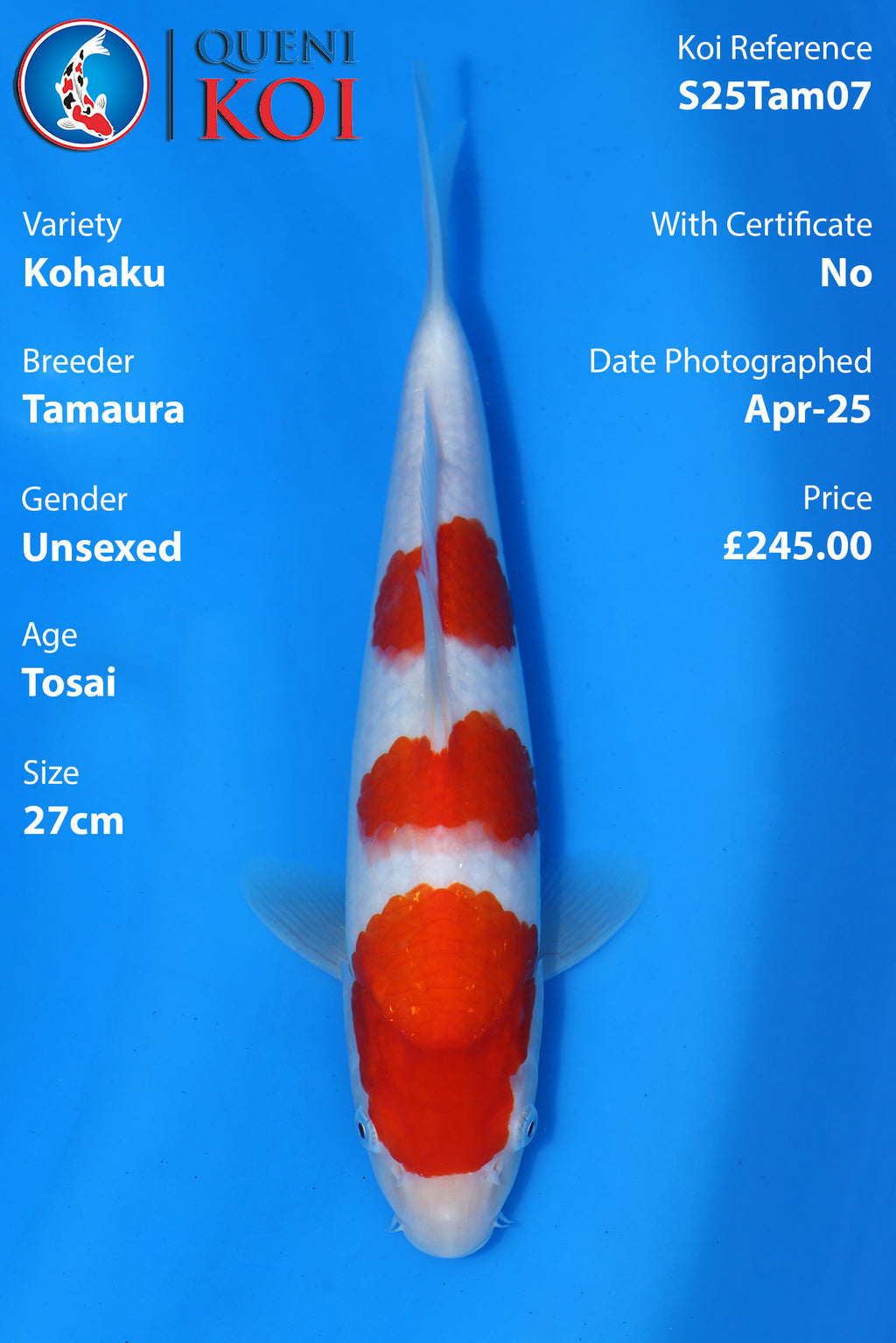 Kohaku - S25Tam07