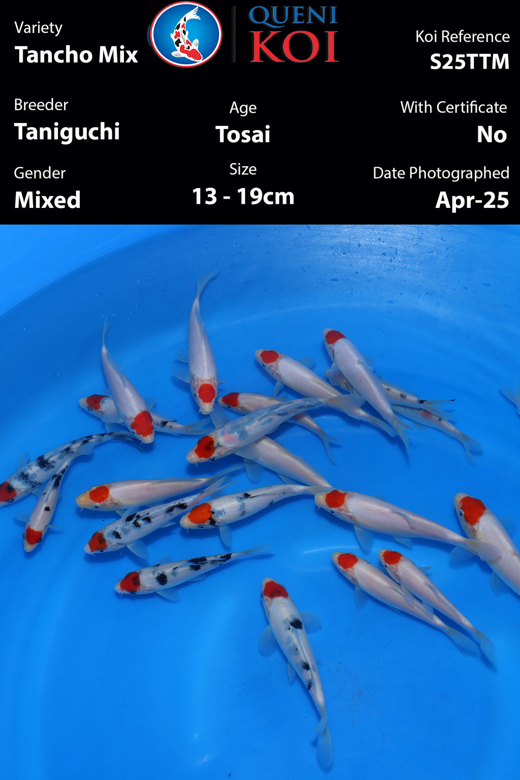 Taniguchi Tancho Mix - S25TTM