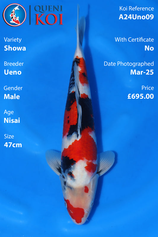 Showa - A24Uno09