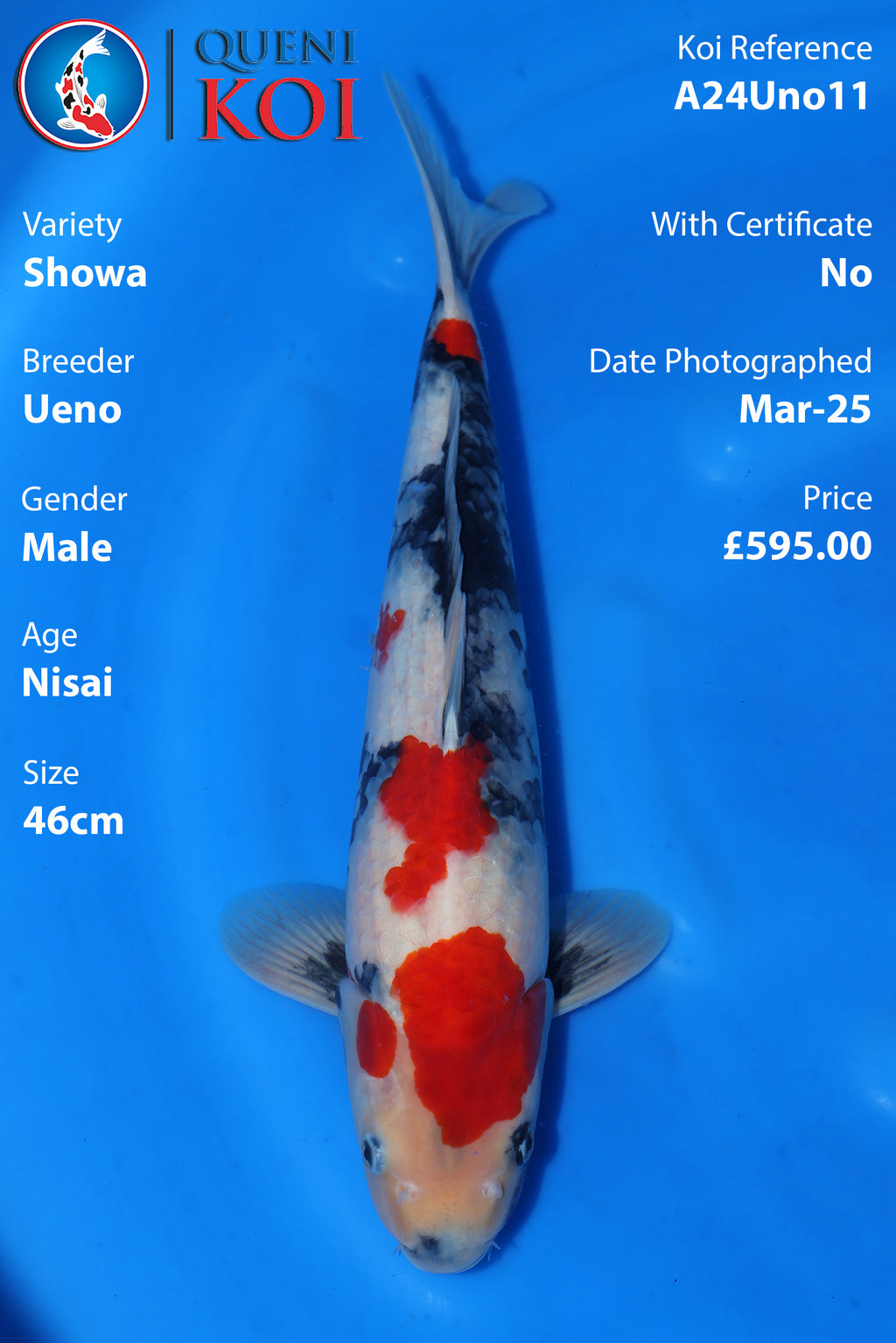 Showa - A24Uno11