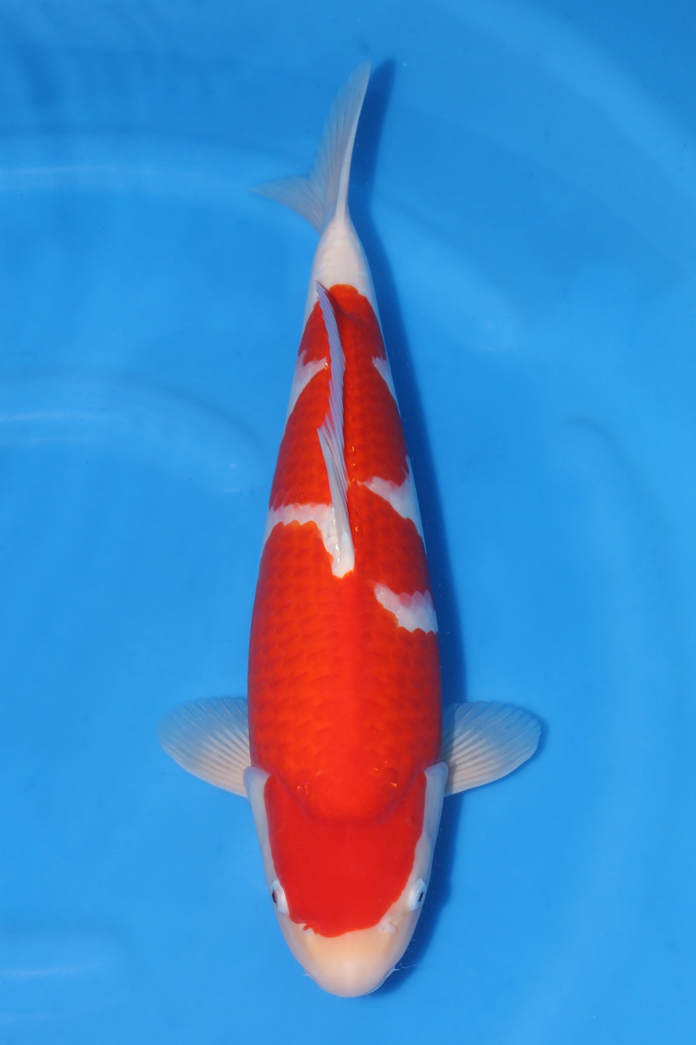 Japan Pilgrimage begins! – Queni Koi