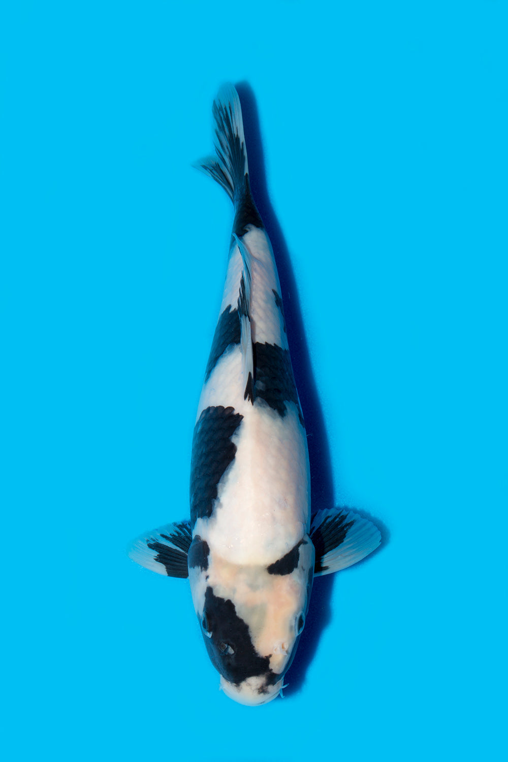 Welcome back! – Queni Koi